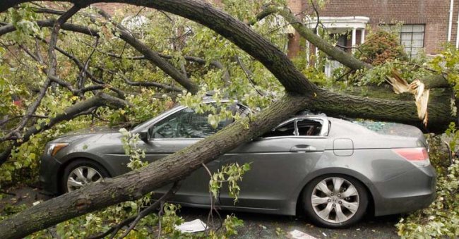 Как возместить ущерб, нанесённый падением дерева на автомобиль?